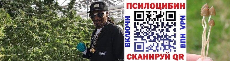 Псилоцибиновые грибы прущие грибы  Александров 