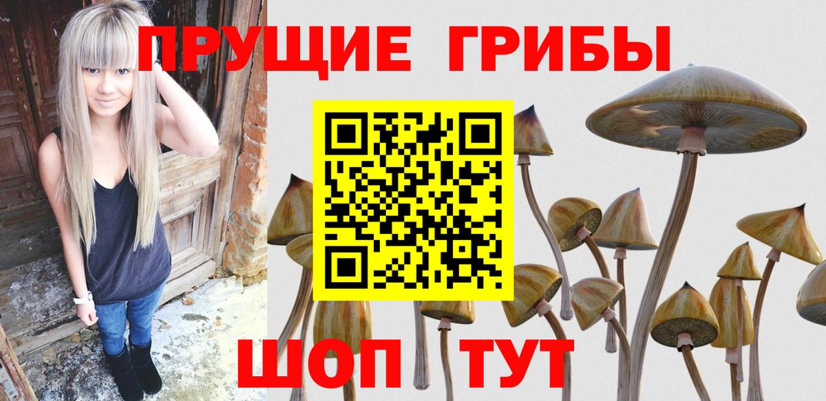 Псилоцибиновые грибы Psilocybe  Вход с VPN  Александров 